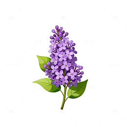 卡通风紫丁香插画素材