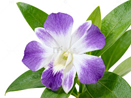 清新紫白花朵特写