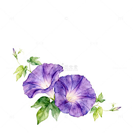 紫色牵牛花手绘插画
