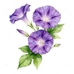 水彩紫色牵牛花插画素材