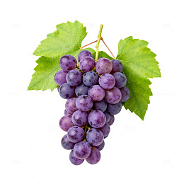葡萄插画素材