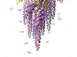 紫藤花飘落插画