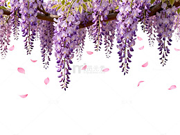 紫藤花飘落美景