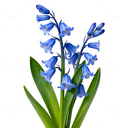 蓝色花卉植物特写