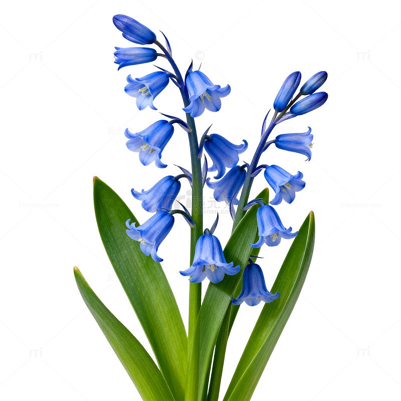 蓝色花卉植物特写