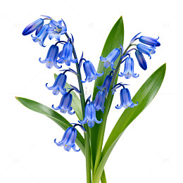 蓝色花朵植物特写