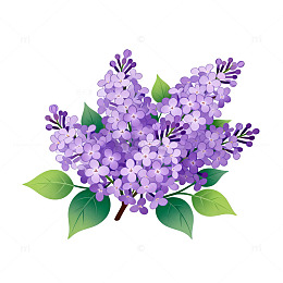 紫色丁香花插画设计素材