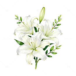手绘白色百合花束插画素材