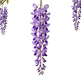 紫藤花唯美花卉