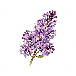 水彩丁香花插画素材