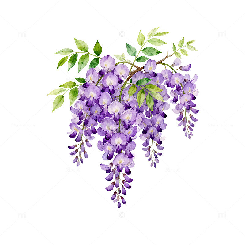紫藤花手绘插图