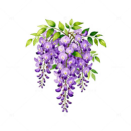 水彩风紫藤花插画设计素材