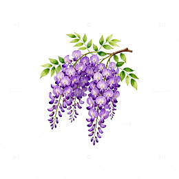 紫藤花插画水彩画素材