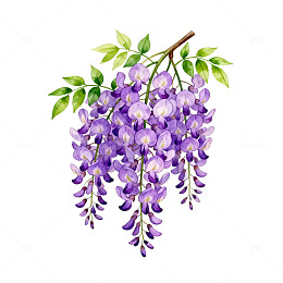 紫藤花插画素材
