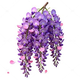 紫色藤萝花朵插画素材