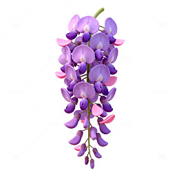 紫色花卉插画素材