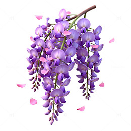 紫藤花插画素材