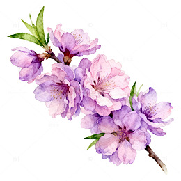水彩桃花花卉插画