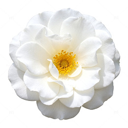 清新白玫瑰花特写素材