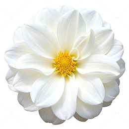 清新白色花朵特写素材