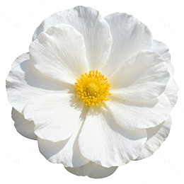 清新白色花朵特写