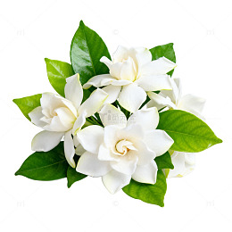 清新栀子花插画装饰元素