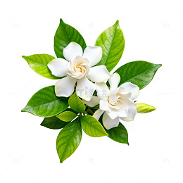 清新栀子花绿植盆栽