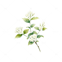 水彩茉莉花插画