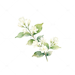 水彩茉莉花手绘插画