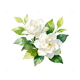 水彩栀子花插画