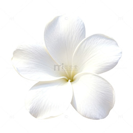 简约白花香薰背景设计元素