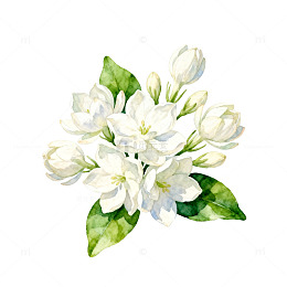 水彩茉莉花艺术插画