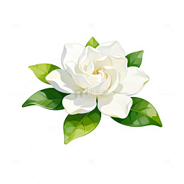 手绘风格白色花朵植物插画