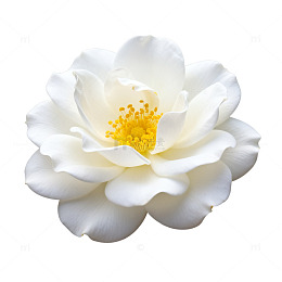 清新白花朵矢量素材