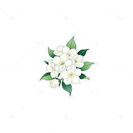 淡雅白花插画设计元素