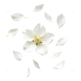 清新淡雅白花与花瓣设计素材