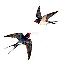 燕子飞行动态插画