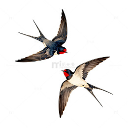 飞翔燕子插画