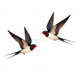 燕子飞翔插画图片