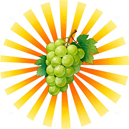 阳光葡萄插画素材