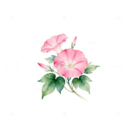 水彩粉色牵牛花插画设计素材