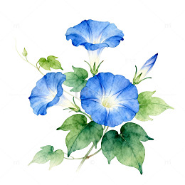 水彩蓝牵牛花插画