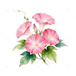 水彩粉色牵牛花插画设计素材
