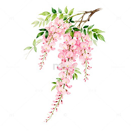 水彩紫藤花插画素材