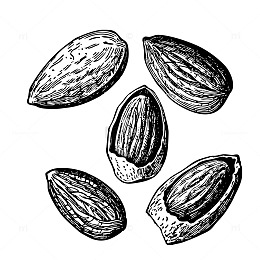 手绘坚果种子插画素材