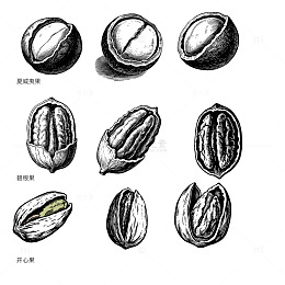 黑白线描坚果插画设计素材
