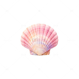 粉色贝壳海洋风装饰素材