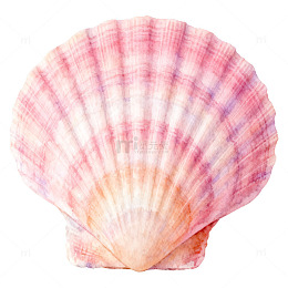 贝壳水彩画海洋元素装饰素材