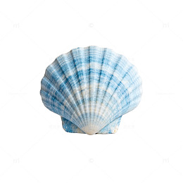 海洋贝壳蓝色调特写