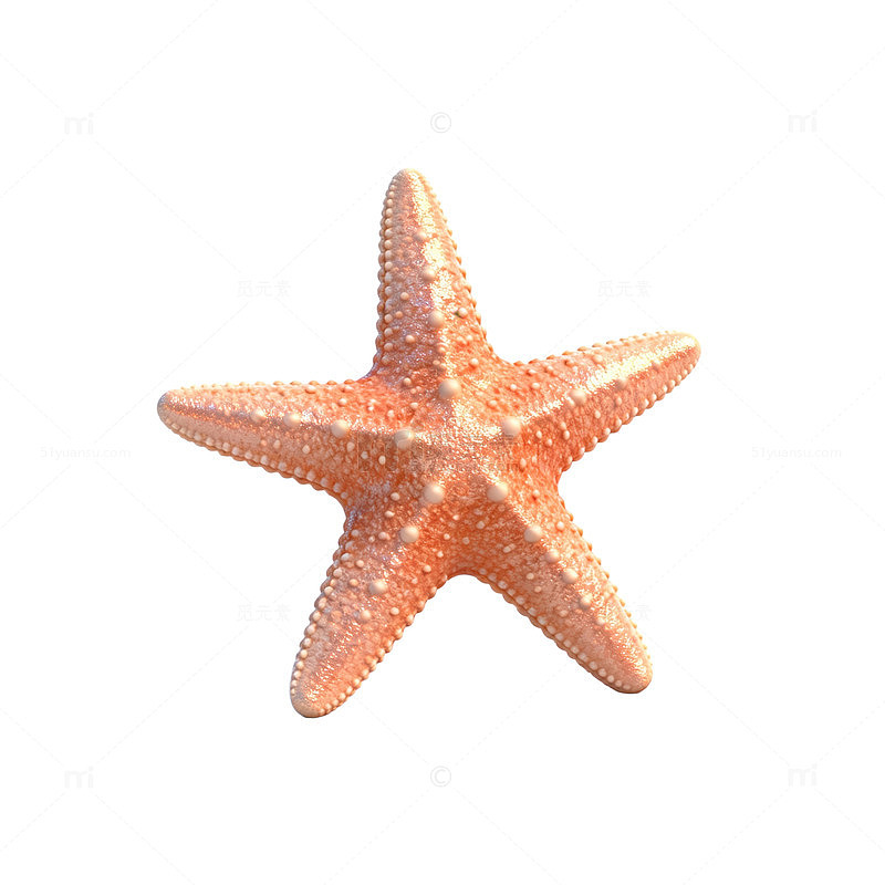 海星特写海洋生物素材